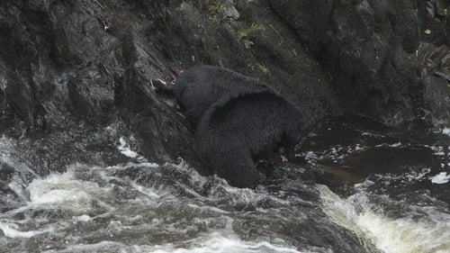 Brown bear fishing on river. Grizzly bear eating salmon fish. Katmai National Park. Wild animals.