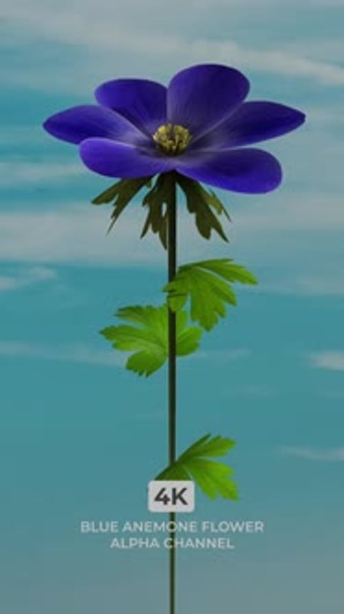Blue Anemone Flower with Green Leaves On a Transparent Background
