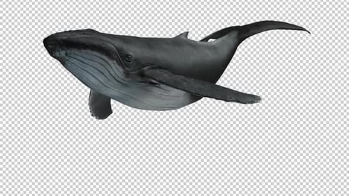 Whale Swim Loop mit linker Ansicht