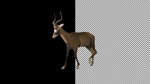 Antelope approaches from right to left, Exclusive, Alpha Channel