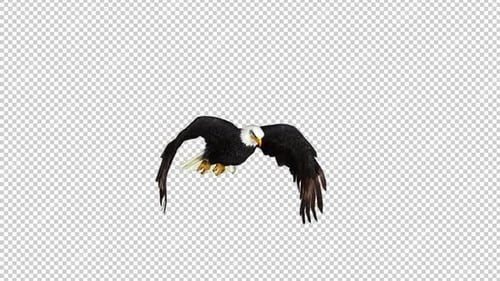 Eagle Fly Right View Loop