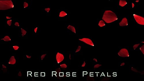 Flying Romantic Dark Red Rose Flower Petals Falling