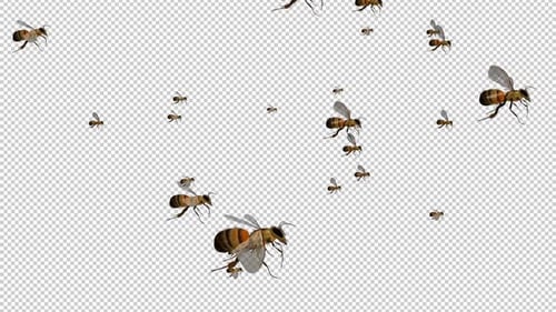 Large Swarm of Bees - Angry Flying Loop - SIde View - Alpha Channel - 4K