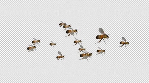 Bienenschwarm - Flying Loop - Nahaufnahme aus der Luft - Alphakanal - 4K