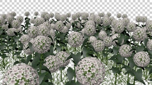 Hydrangea Flowers Field V2