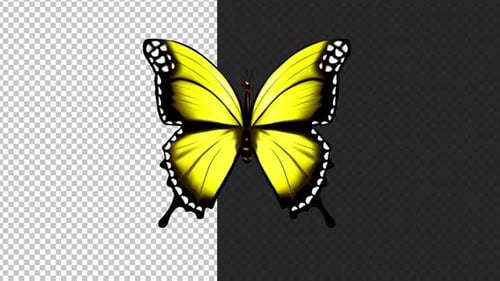 Flapping Yellow Butterfly Animation with Transparent Background