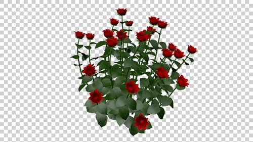 Rosen Blumen