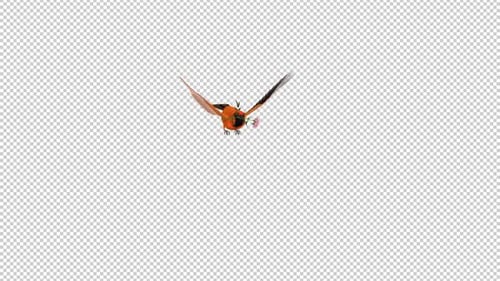Orange Oriole with White Flower - Tropical Bird - Flying Transition - I