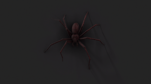 Spinne krabbelt mit Schatten nach unten