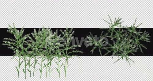 Pack Of 2 Dittander Flowers Moving In The Wind On Alpha Loop