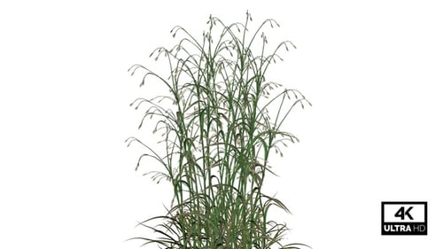 Hairy Grass Seamless Loop 4K Alpha