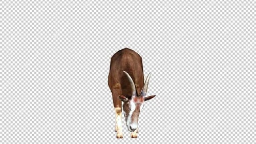 Goat Idle 2 Front View Loop
