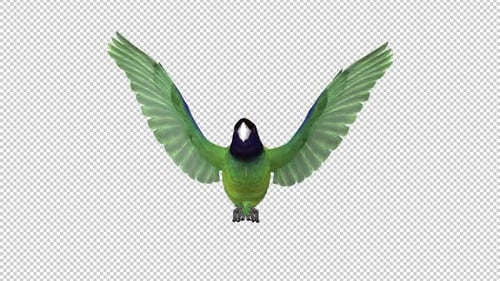 Grünsittich mit schwarzer Kapuze — Amerikanischer Papageienvogel — Frontansicht CU — Flying Loop — Alpha Channel