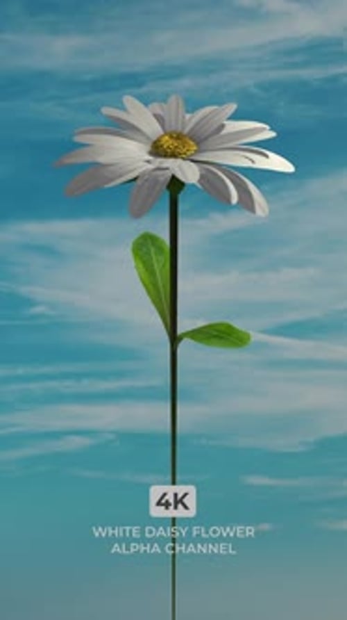 White Daisy Flower Blooming Animation with Alpha Channel