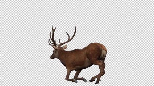 Deer Wake Up2 Back View