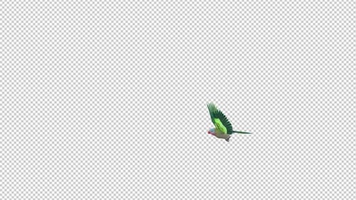 Parrot Bird - Australian Princess - Flying Around Loop - Alpha Channel