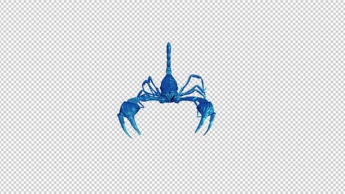 Caribbean Blue Scorpion - Fight Loop - I - FRont View CU - Alpha Channel