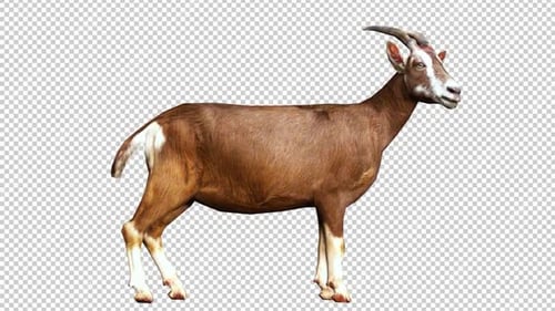 Goat Idle Right View Loop