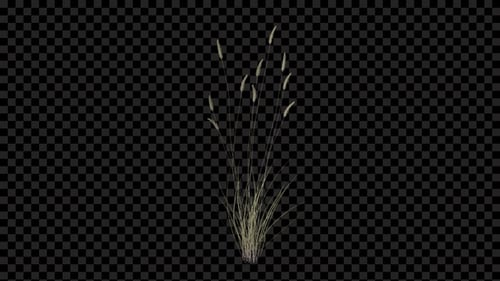 Apline Grass Growing Alpha