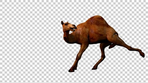 Camel Attack Leg Side View