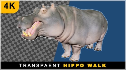 Realistic 3D Walking Hippopotamus Animation with Alpha Channel