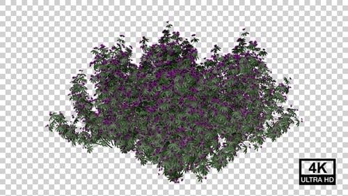 Cultivo de plantas con flores de rododendro