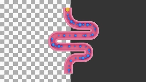 3D Animation of Colon Peristalsis | Alpha Channel