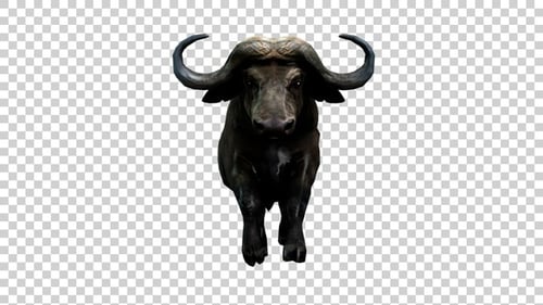 Buffalo Run Front View