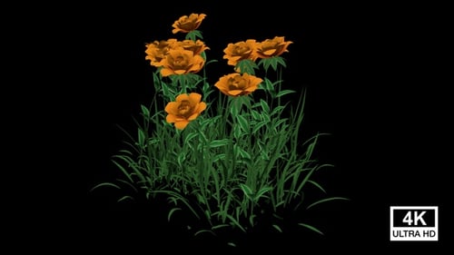 Animated Growing Grass with Blooming Orange Flowers