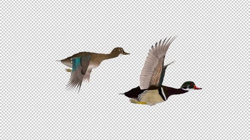 American Wood Ducks - Couple of Male and Female - 2 Water Birds - Flying Loop - Side View CU - Alpha