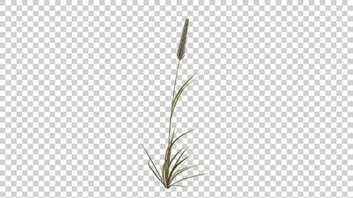 Animated Tall Grass Stalk with Grain Swaying