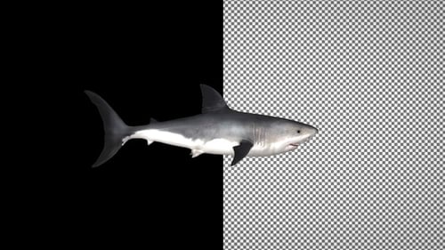 Shark swims from left to right, Alpha Channel