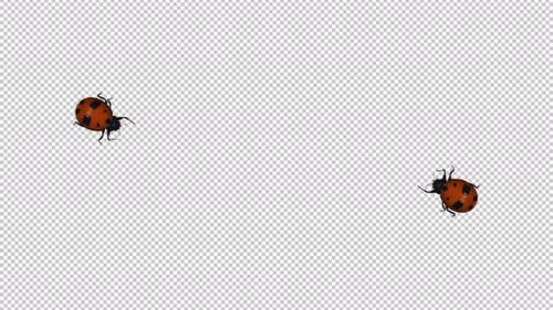 2 Red Ladybird Beetle Bugs - Crawling Over Screen - Top View MS - Alpha Channel