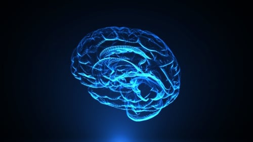 Futuristic Digital Brain Wireframe Rotating Animation