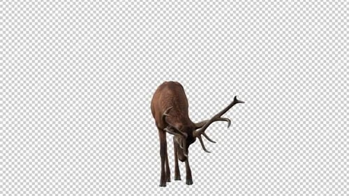 Deer Idle 1 Front View Loop
