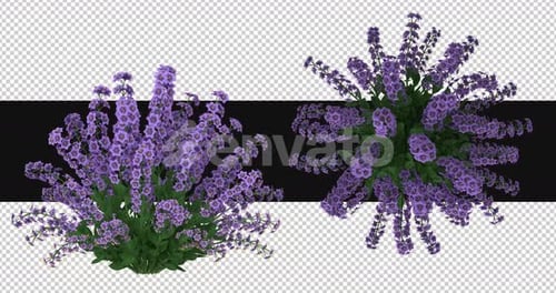 Pack Of 2 Leucophyllum Flowers Moving In The Wind On Alpha Loop