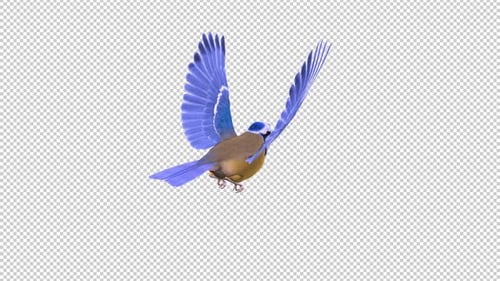 Blue Titmouse - Flying Bird - Back Angle View - Transparent Loop