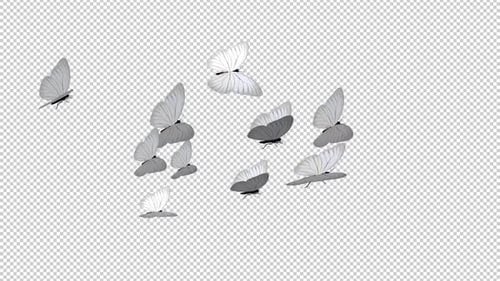 Elegant White Butterflies Flying Transition with Alpha Channel
