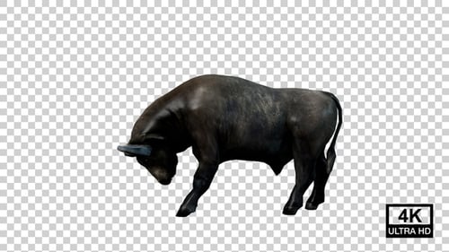 Buffalo Hits Front Side View