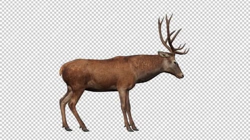 Deer Idle 1 Loop mit rechter Ansicht