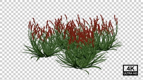 Animated Grass and Red Flower Bushes Growing