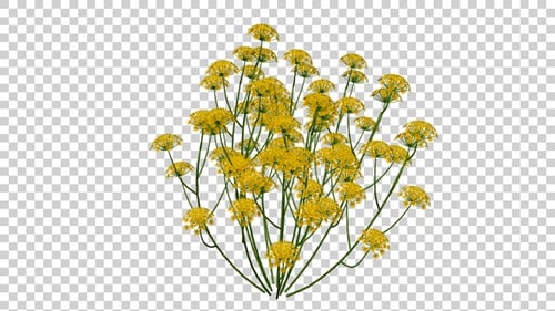Animated Natural Yellow Flowers on Transparent Background