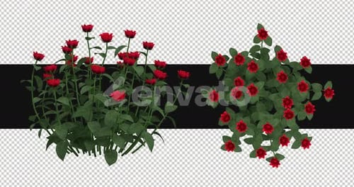 Pack Of 2 Roses Moving In The Wind On Alpha Loop