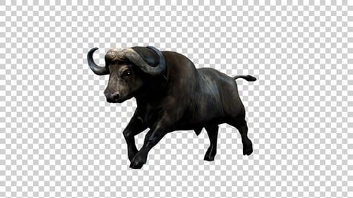 Buffalo Run Angle View