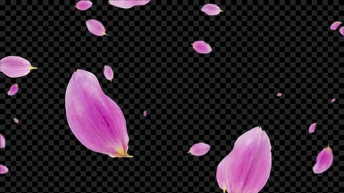 Superposition de pétales de rose Alpha