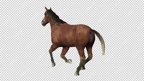 Horse Run Back View Loop