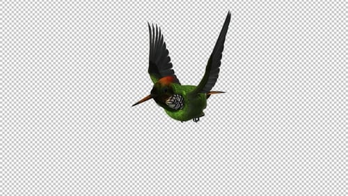 Colibri tropical - Coquette capitonnée - Boucle volante - Angle latéral - Canal Alpha