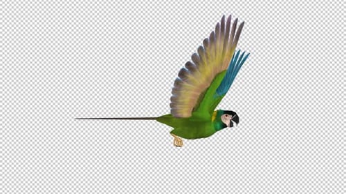 Parrot Bird - Green Macaw - Flying Loop - Side View Close Up