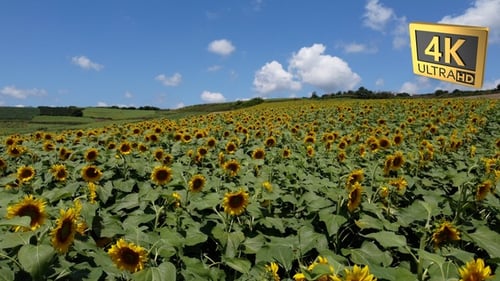 Sunflower field