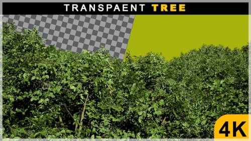 3D-Renderansicht eines Baums bis zur Aufnahme auf transparentem Hintergrund